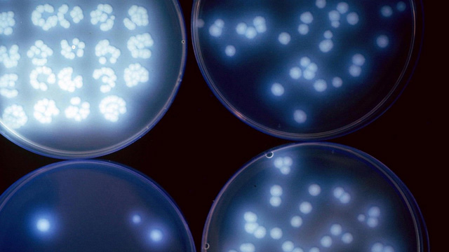 全球抗菌濕巾區(qū)域市場格局分析